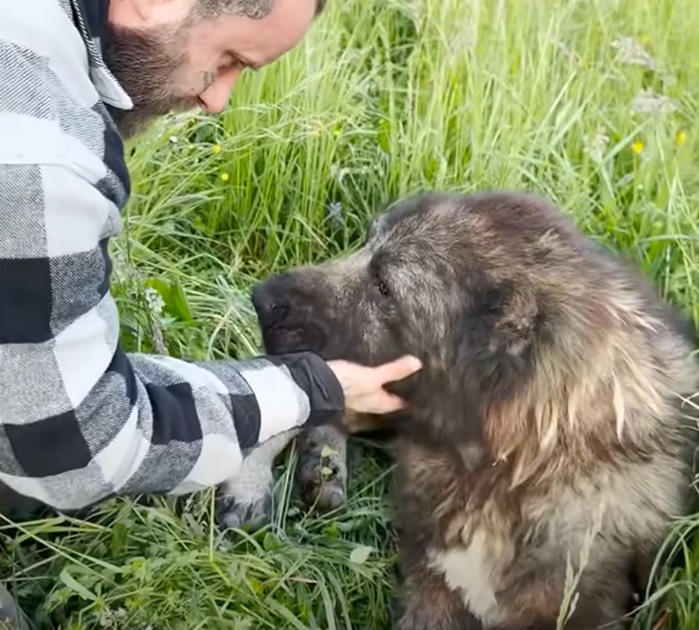 man touching dogs head