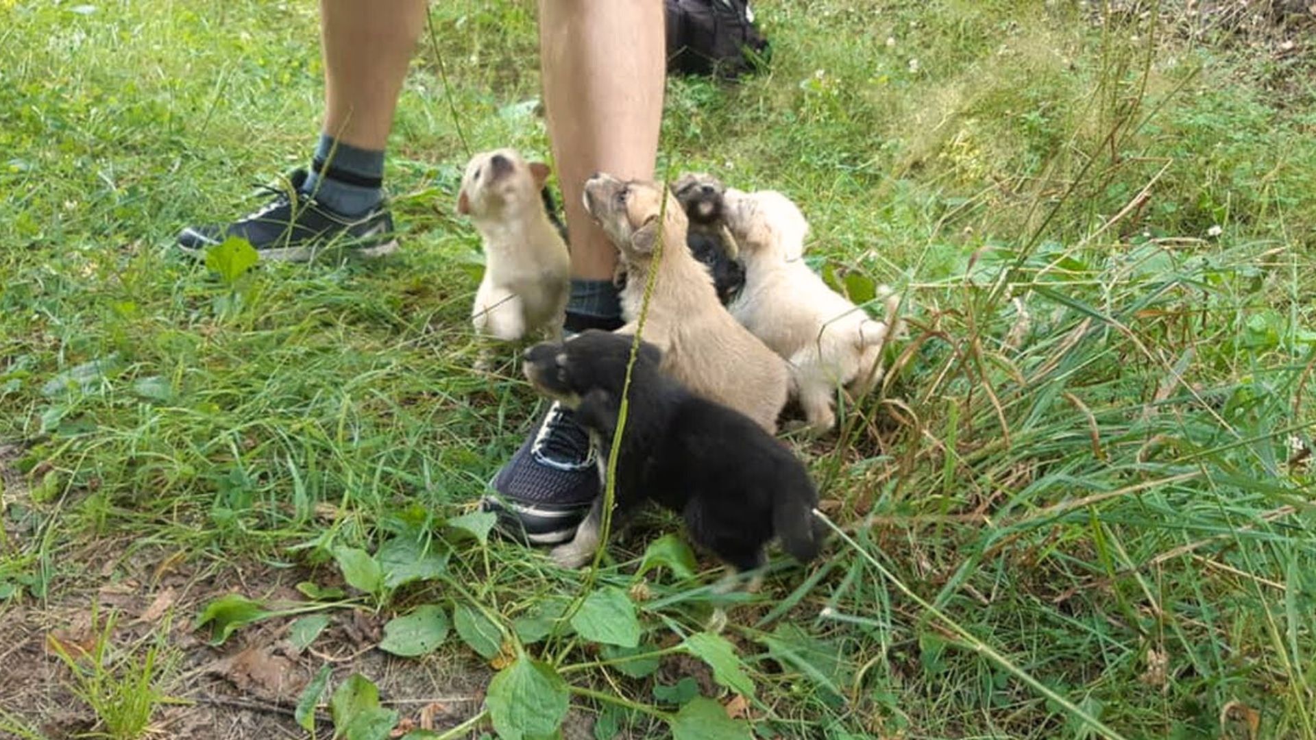 Man Was Just Walking Through The Woods When He Suddenly Heard Faint Noise Coming From A Cardboard Box