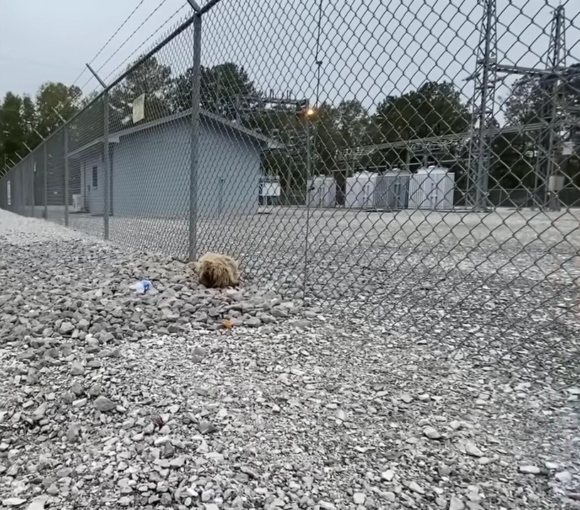 matted dog next to a fence