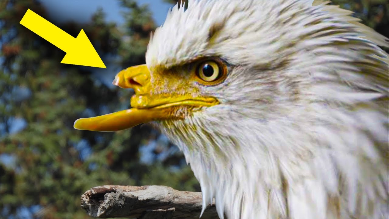 This Dying Eagle had a Broken Beak and Cried for Help. What Happened Next will Melt Your Heart - YouTube