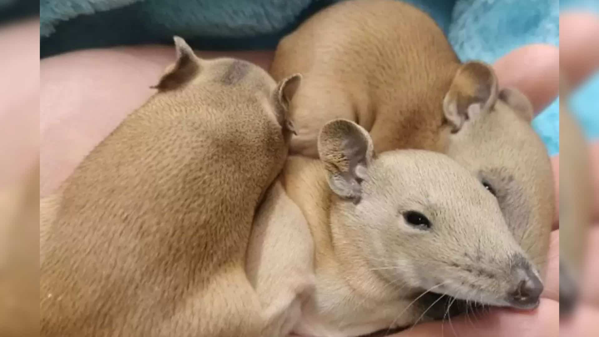 Owners Heard Noise Coming From Their Dog’s Bed So They Checked And Were Pleasantly Surprised