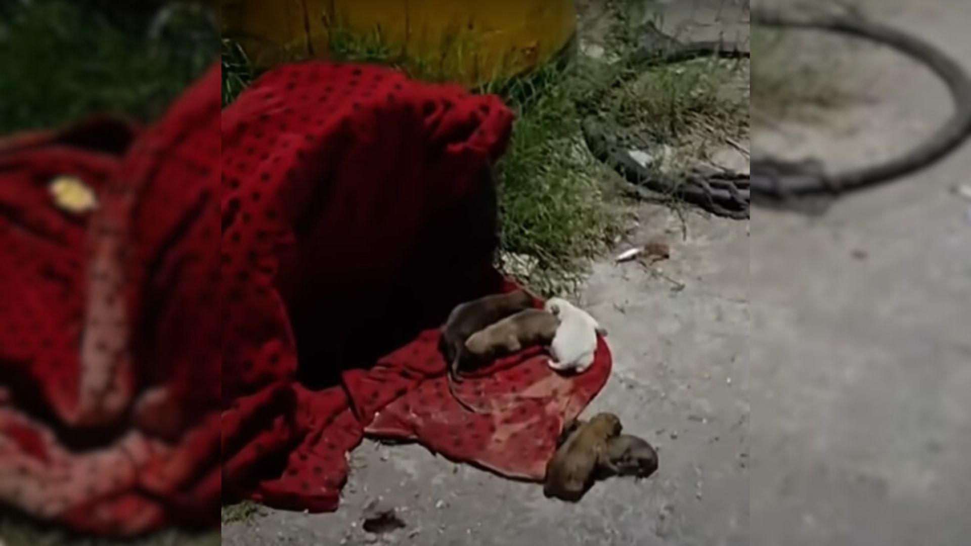 Mom Dog And Her 5 Infant Babies Found On A Dirty Blanket By The Road, Begging For Help