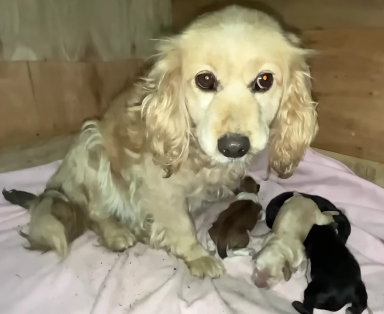 mother dog and four puppies