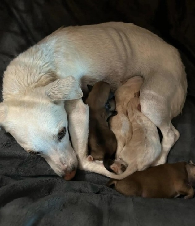 mother dog feeding cute puppies