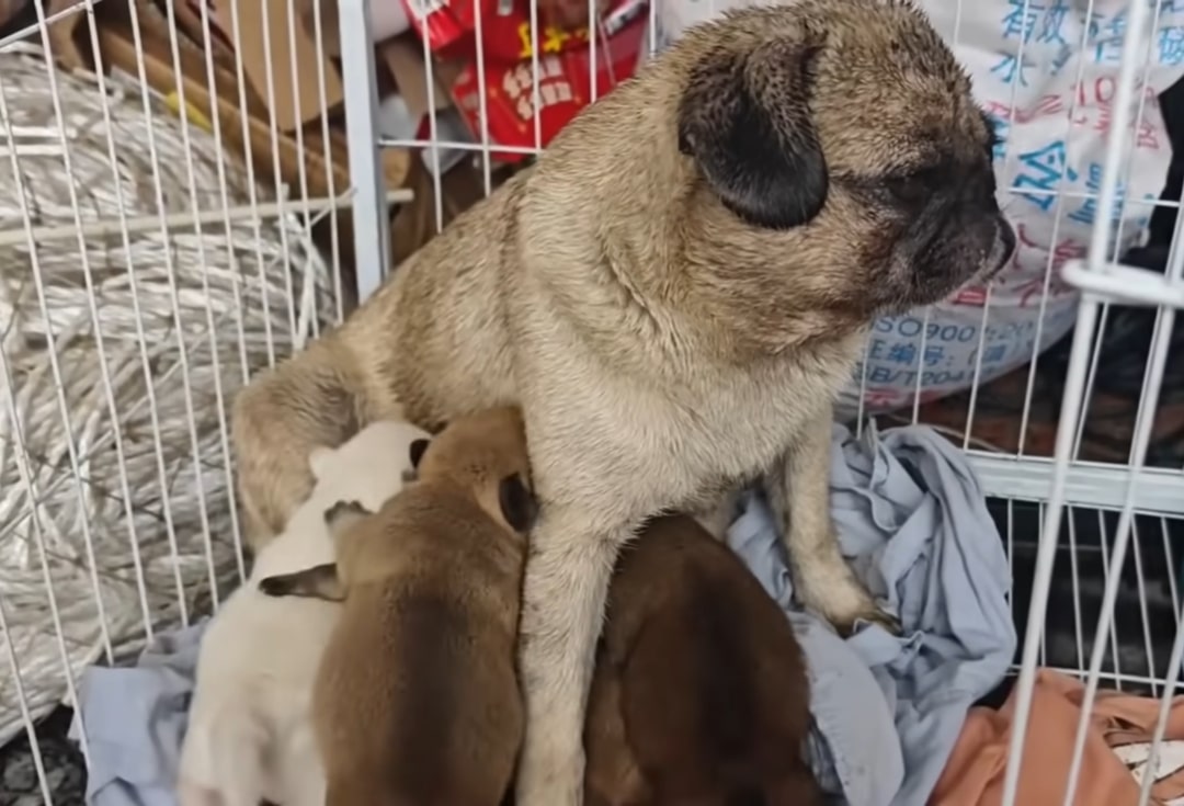 mother dog feeding puppies