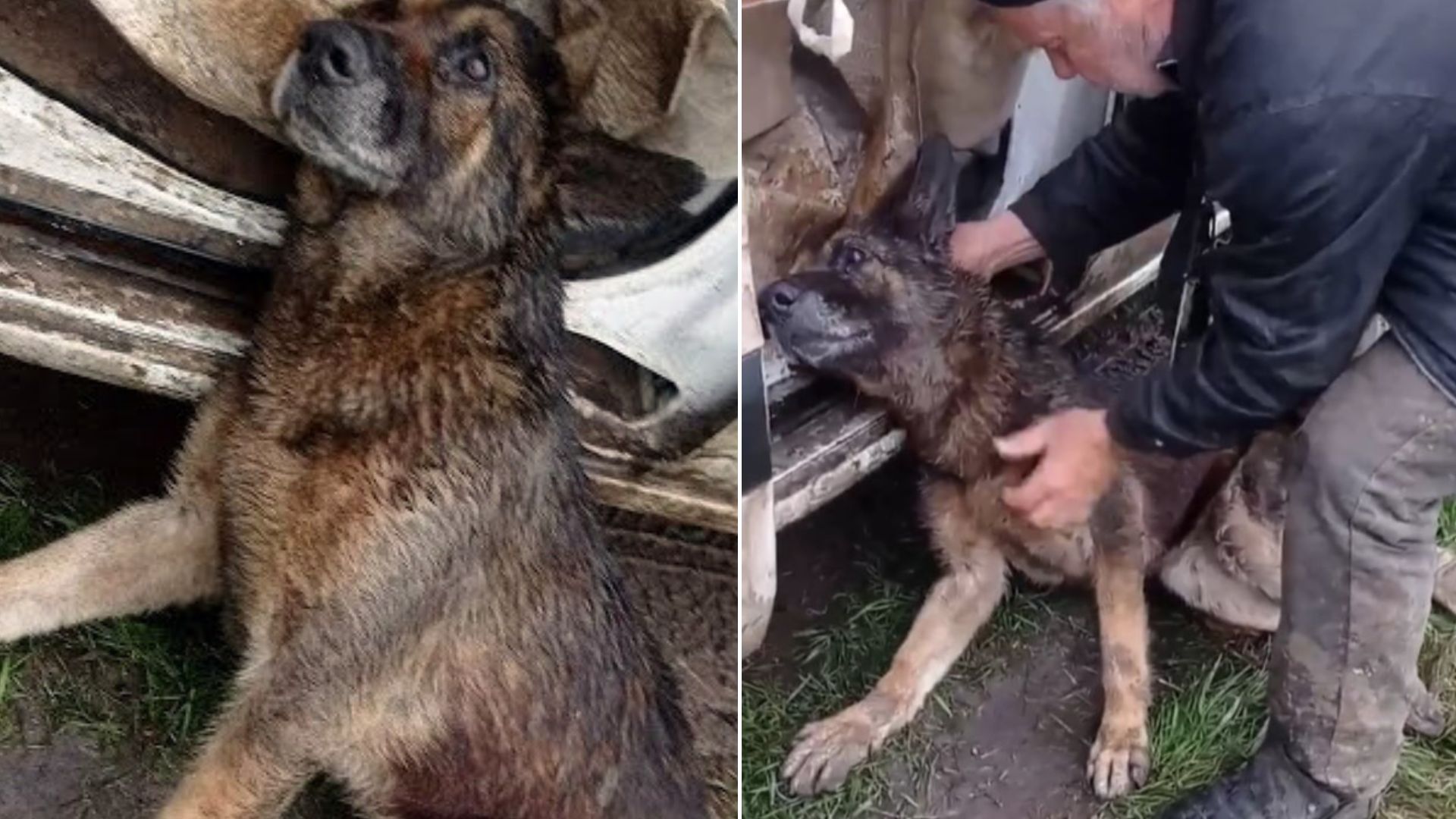 Man Is Shocked To Find This Injured Pup Who Could Hardly Move So He Rushed To Her Aid