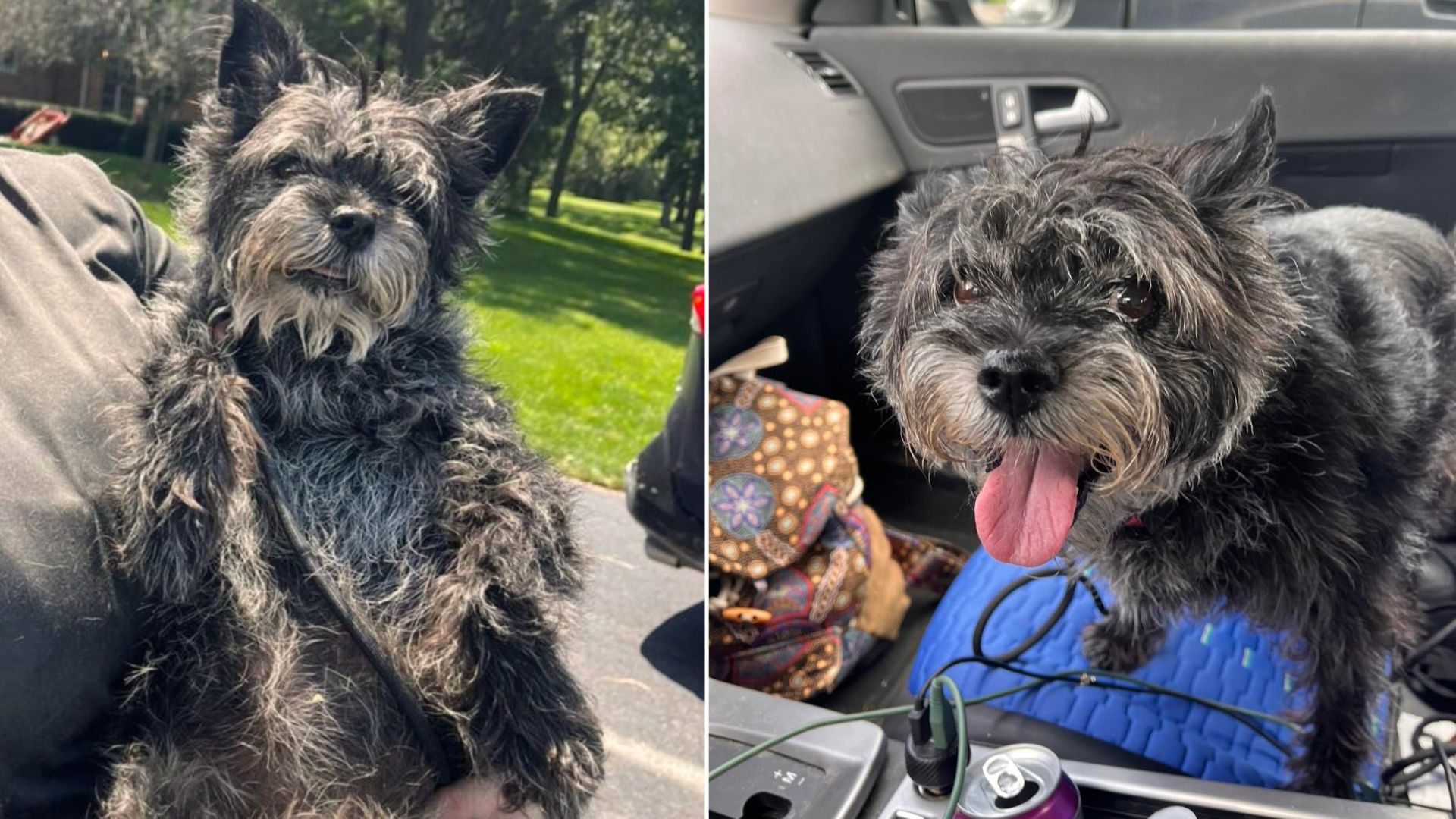 Rescuers Save A Stray Dog, Only To Realize It’s Their Old Pup That Left The Shelter 13 Years Ago