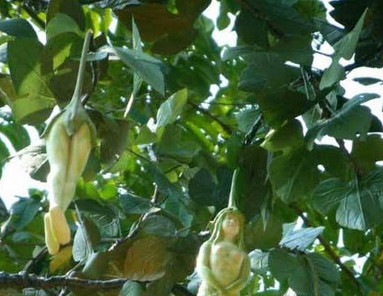 Weird Tree- This Tree Bears Fruit in Shape of Women - lifeberrys.com