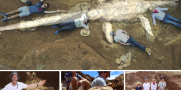 Fossil hunters unearth incredible ‘Rosetta Stone’ skeleton of a dinosaur that roamed Australia’s vast inland sea 100million years ago