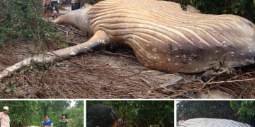 A 10-Ton Whale Was Found in the Amazon Rainforest and Scientists Are Baffled