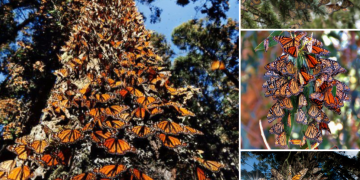 The Monarch butterfly, with its captivating beauty and awe-inspiring migration, has emerged as a symbol of grace and resilience in the natural world