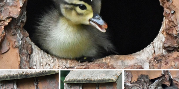 Duckling Gets Raised By An Owl And The Photos Are Adorable