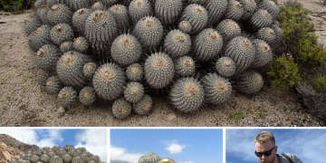 The rare cacti are worth millions of dollars.