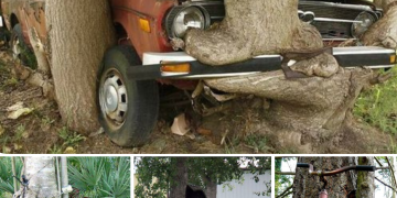 The Insatiable Hunger of the Ancient Forest: Trees Devouring Forgotten Objects