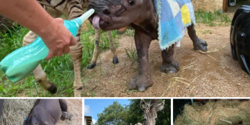 Orphaned Baby Zebra and Rhino Help Each Other Heal and Become Best Friends