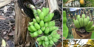 Thriving Against the Odds: The Extraordinary Trees Embracing Life in Harsh Environments