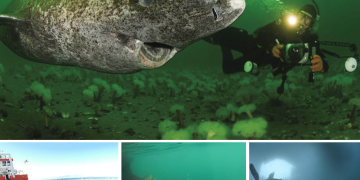 Scientists Discover 400-Year-Old Greenland Shark Likely Born Around 1620