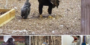 A bald eagle named Murphy went viral for adopting a rock at a Missouri bird sanctuary. Now, he’s a foster father to an orphaned eagle chick.