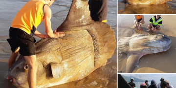 Giant sunfish washes up on Australian beach: ‘I thought it was a shipwreck’