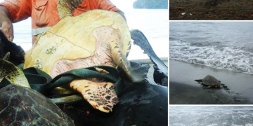 This Man From Greymouth Buys Turtle From Local Food Market And Releases Them Back To Sea