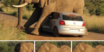 While a New Elephant in South Africa Becomes Angry, Tourists Remain in Their Vehicles