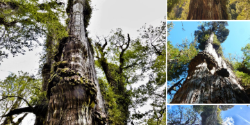 Oldest Tree in the World Found: It’s Called Great-Grandfather and is 5,484 years old.