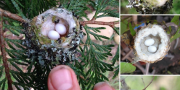 Hummingbird Nests are as Small as a Thimble, Be Careful Not to Prune Them