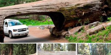 Sequoia National Park: Unveiling the Marvels of the “Home of Giants” – 10 Fascinating Facts