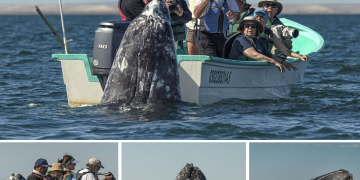 Hilarious Moment Sneaky Whale Pops Up Behind Sightseers As They Look The Wrong Way