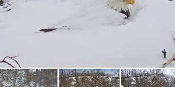 Bald Eagle Gets Buried Up To Its Neck in Snow While Protecting Its Eggs