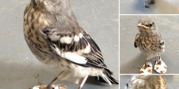 Little Injured Bird Receives Tiny ‘Snowshoes’ And Gets Back On Her Feet