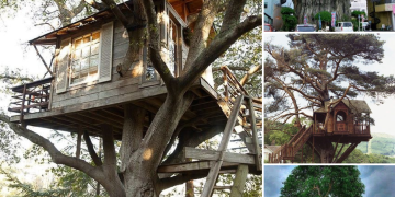 Embrace Serenity: Immerse Yourself in a Tree House Retreat