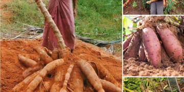 Hidden Treasures Below Ground: Journeying Into The Realm Of Subterranean Fruits