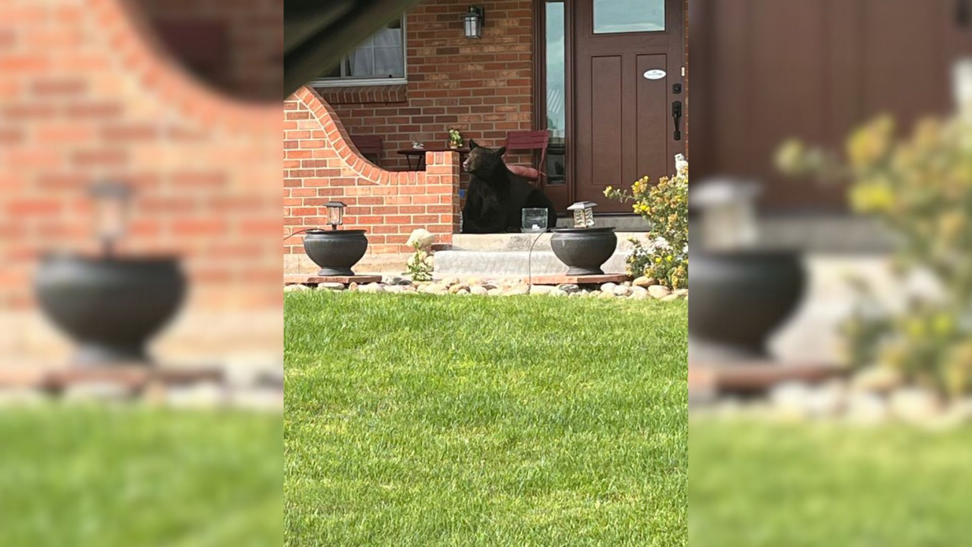 Neighbors In Shock When They Saw A Huge, Furry Visitor Sunbathing On A Porch