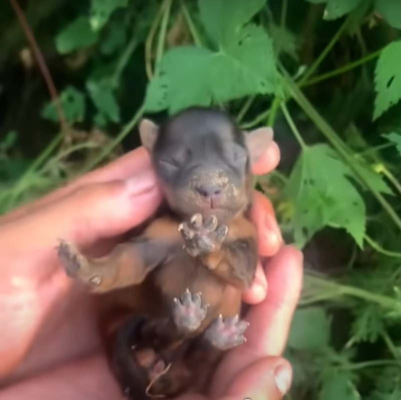 newborn black puppy