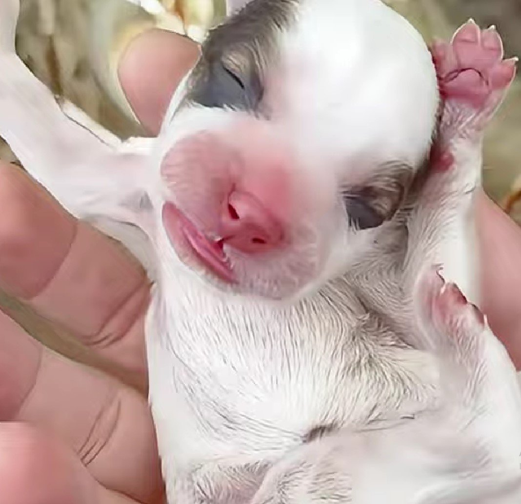 newborn puppy in hand