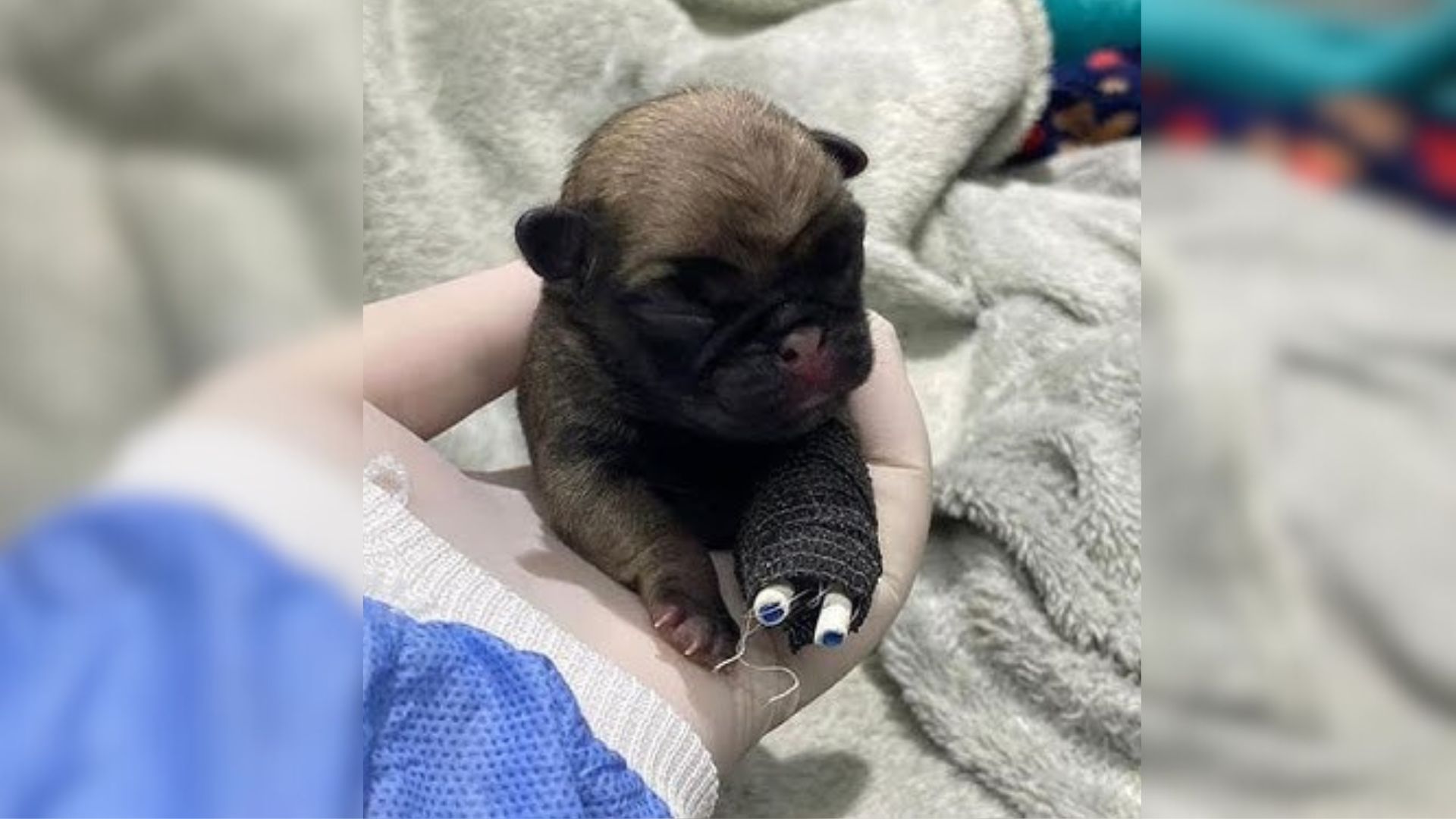 Newborn Puppy With A Broken Leg Was Dumped In Trash But Then His Luck Changed For The Better