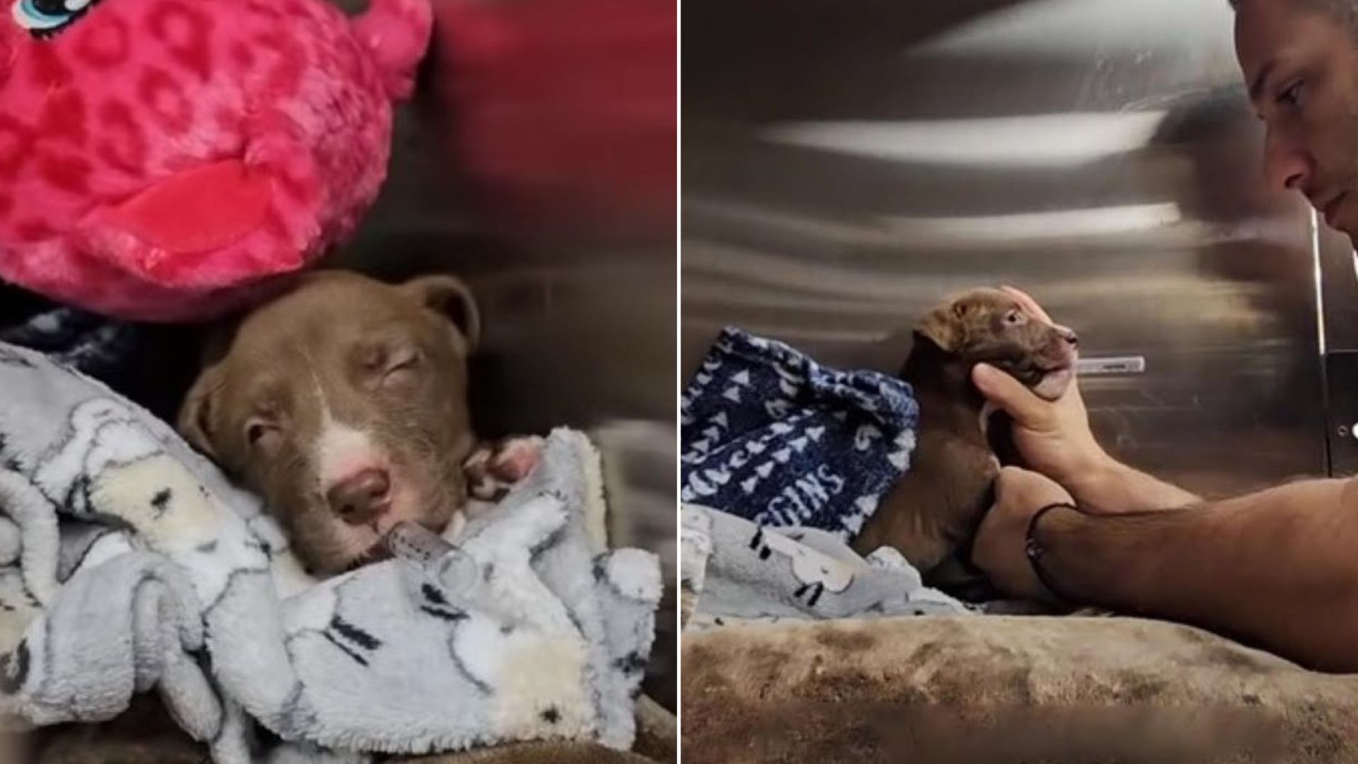 Newborn Puppy With A Serious Fracture Makes A Miraculous Recovery After She Is Rescued