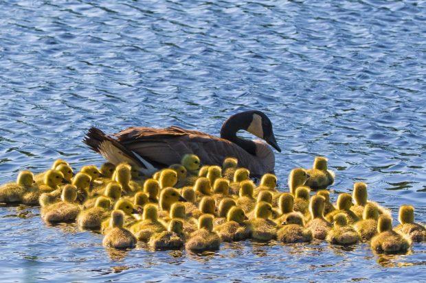 Giant gaggle of FIFTY-ONE goslings go for a swim with their mum across Canadian lake for the first time | The Sun