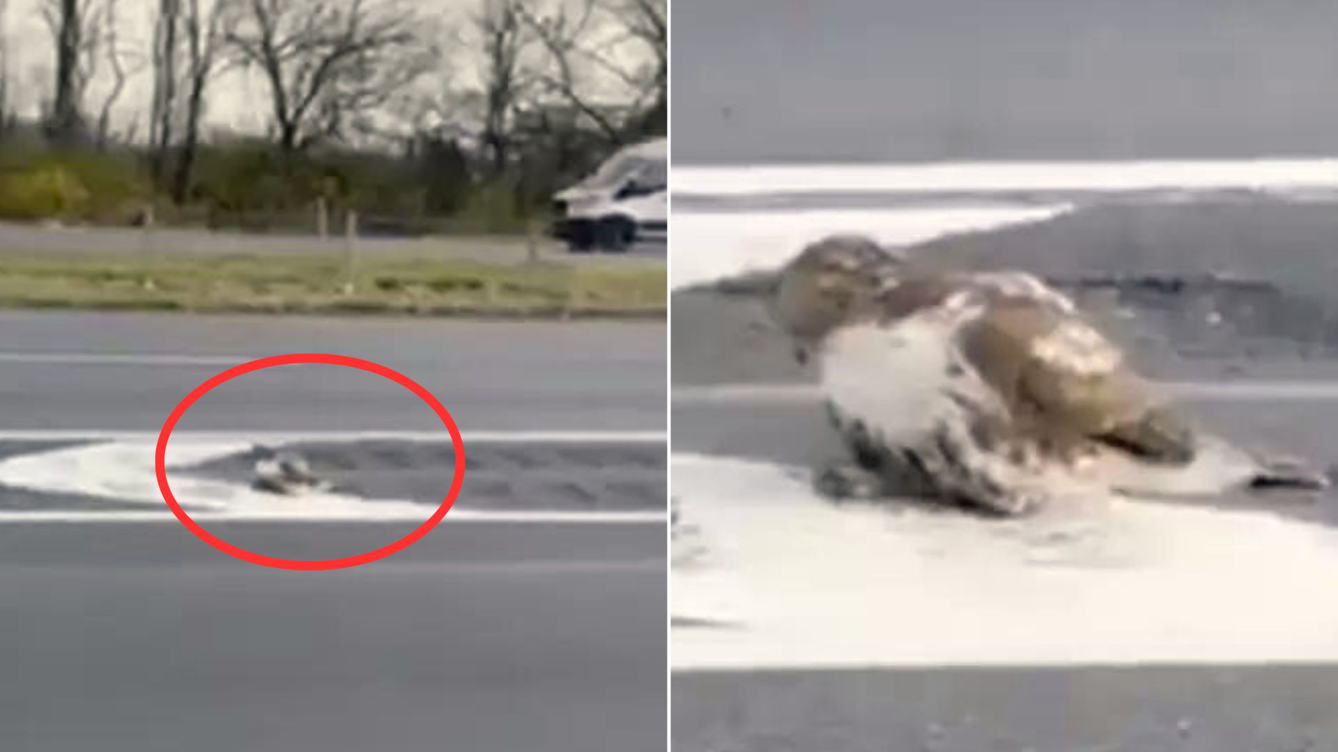 People Kept Passing By This Injured Animal On The Highway Until One Driver Stopped