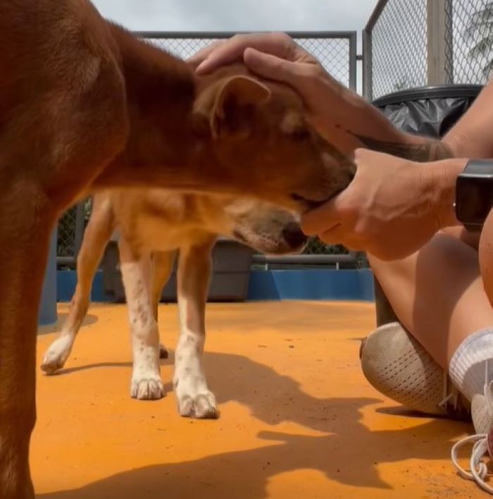 owner and two dogs