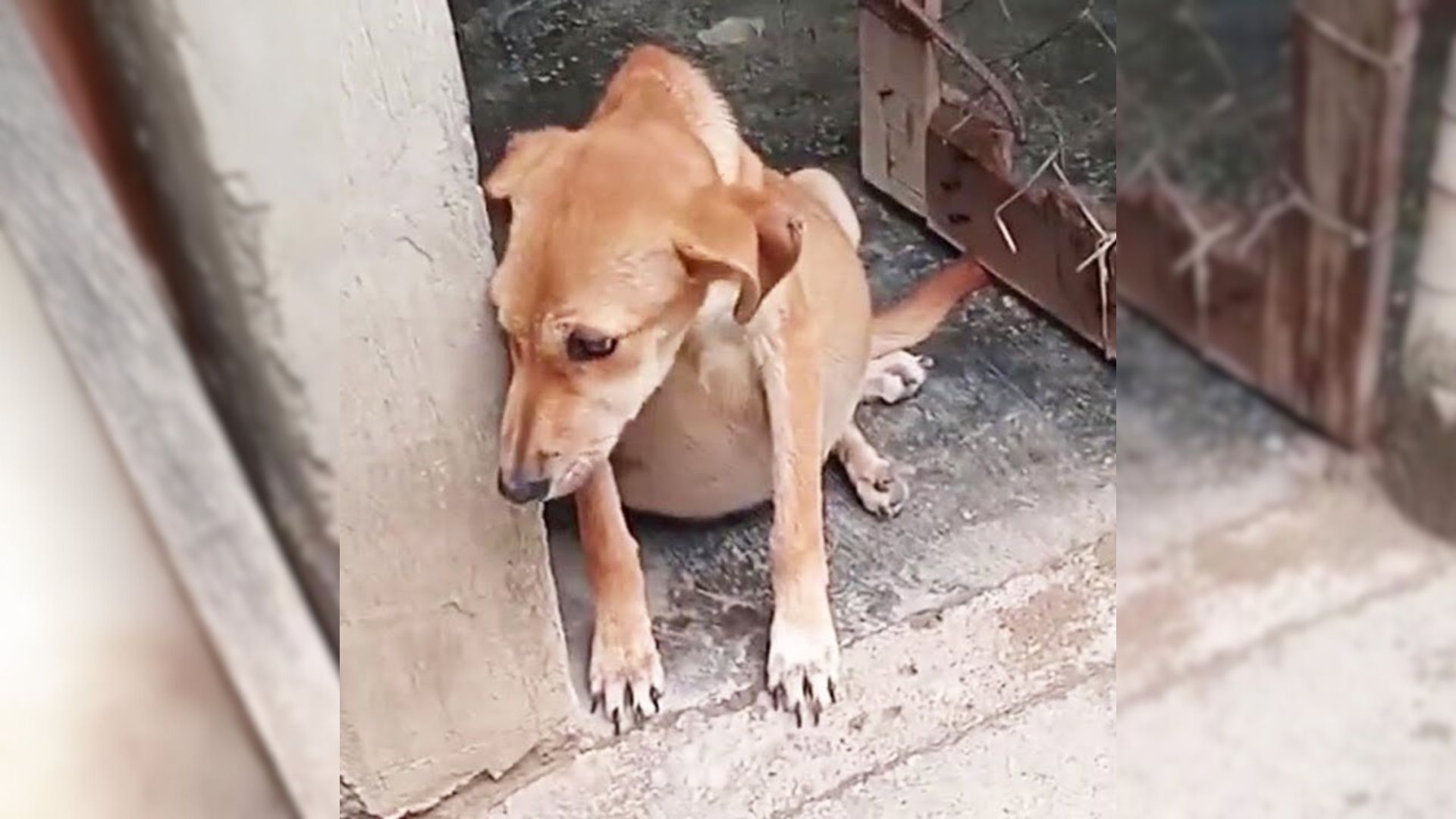 Owner Thought Her Dog Was Pregnant So She Took Her To The Vet And Learned What Was Really Going On