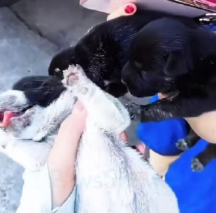 owner playing with puppies