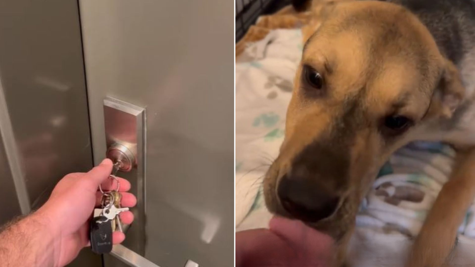 Owner Was Delighted To See What His Puppy “Did” After Leaving Him Alone In An Open Crate