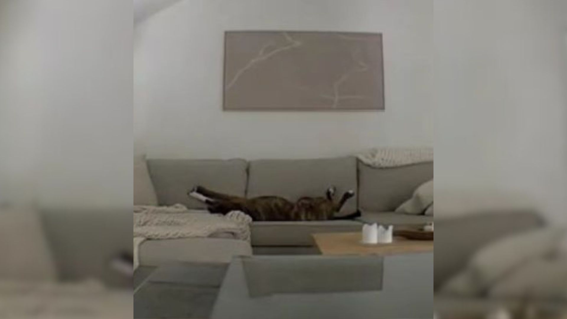 Owner Was Shocked When She Saw What Her Dogs Were “Doing” While She Was Not At Home