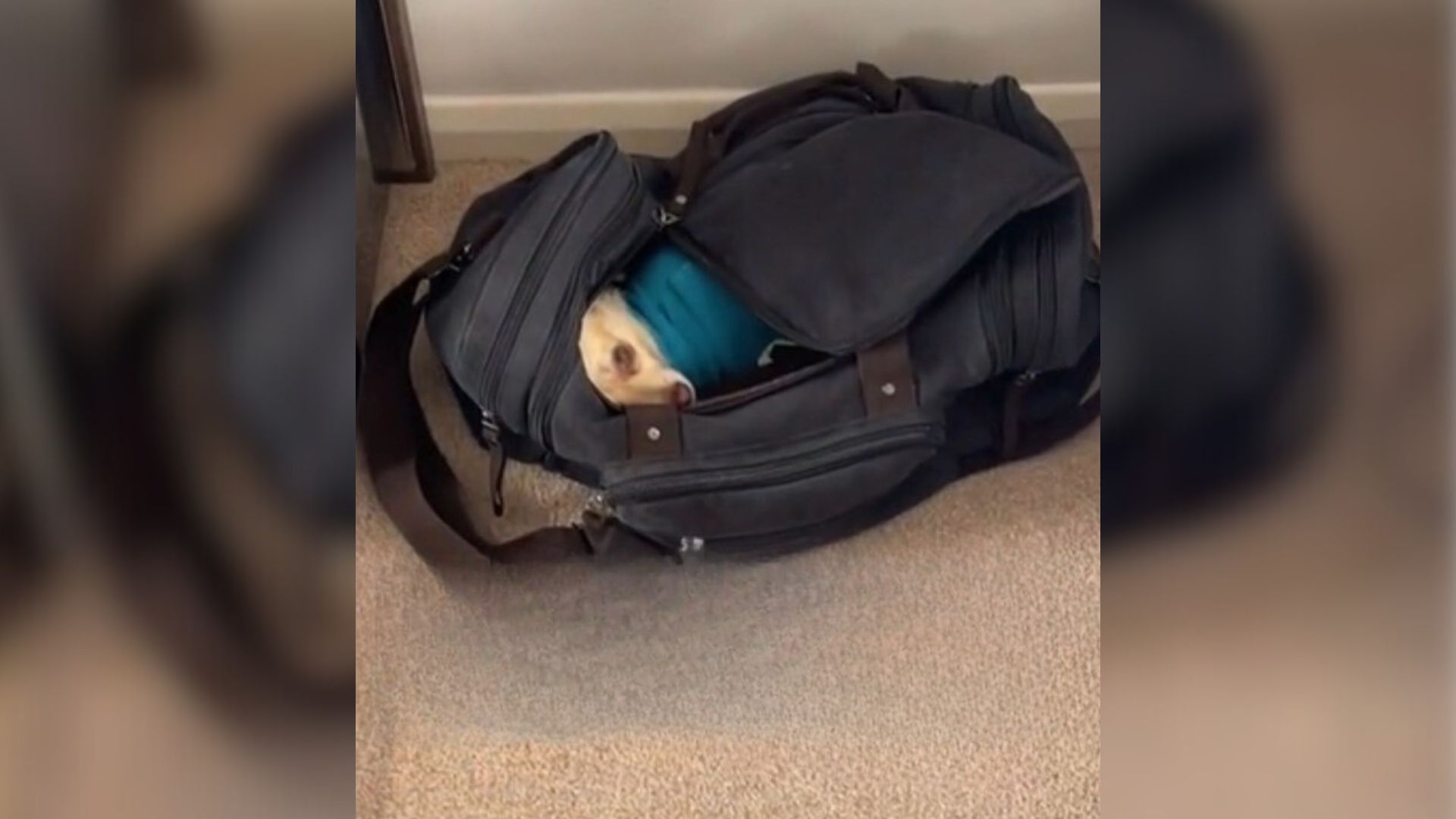 Owner Can’t Locate Her Dog, Then Finds Her In The Most Unexpected Place