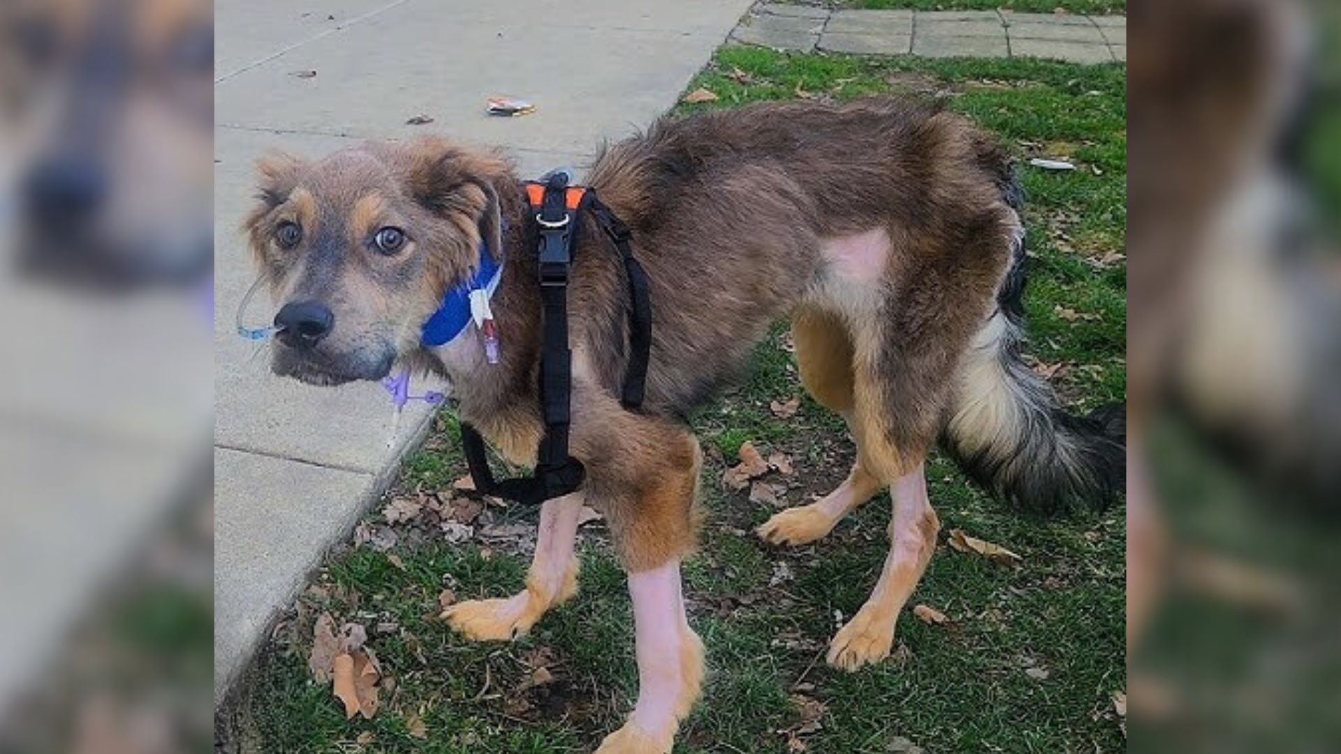 Passerby Spots Helpless 19-Pound Dog Unable To Lift His Head And Makes A Life-Saving Decision