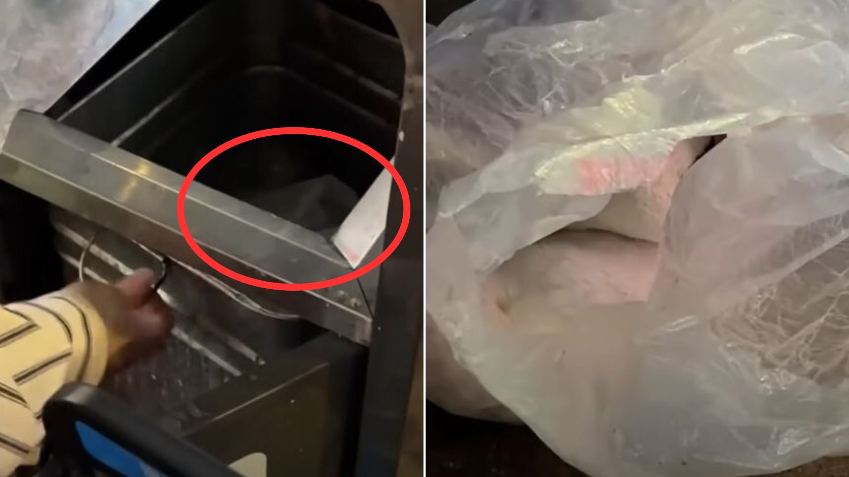 Passerby Heard A Strange Noise In A Nearby Trash Bin And Decided To Check It Out Only To Be Shocked