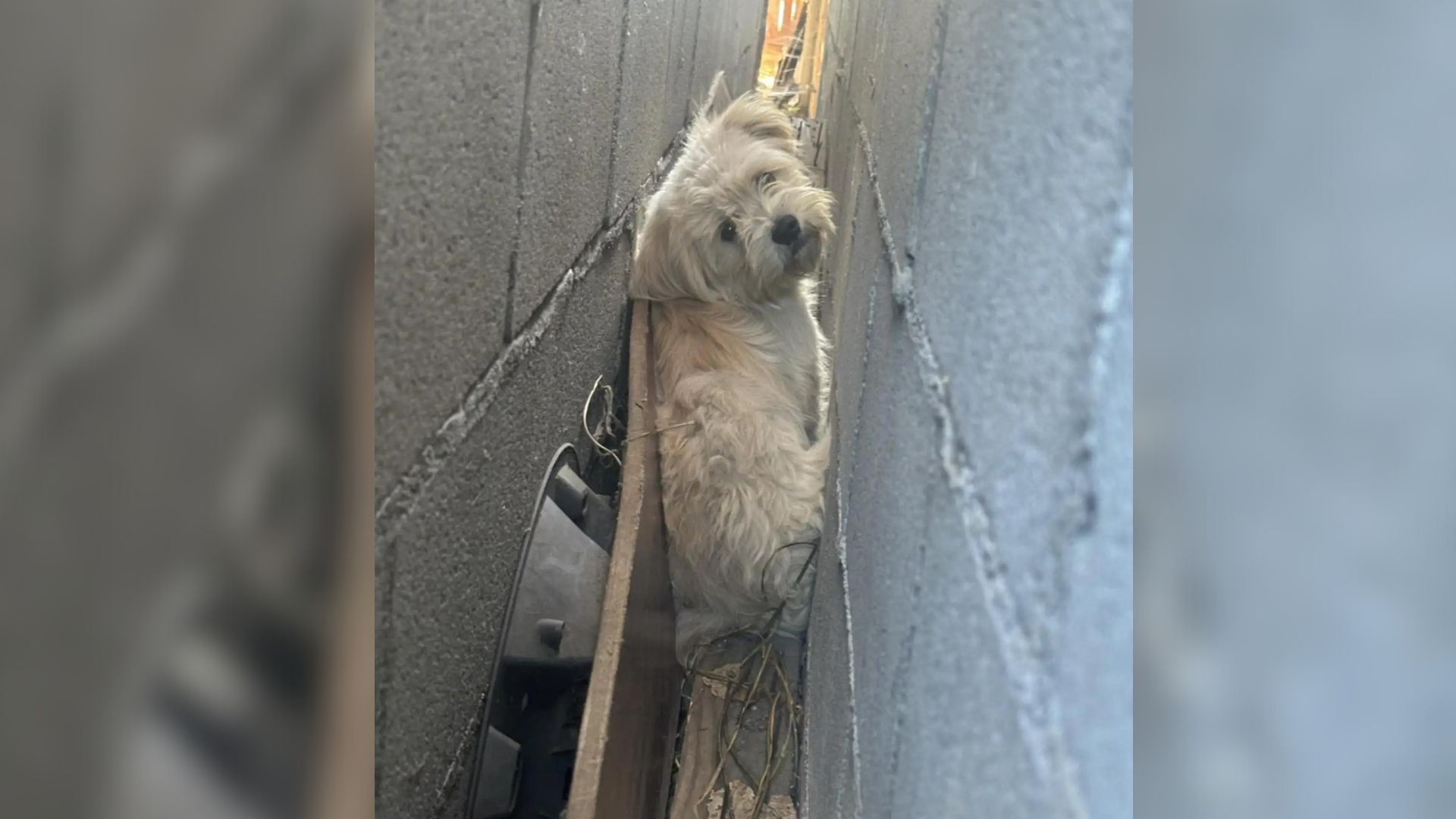 People Were Surprised To Discover A Fluffy White Creature Living In A Narrow Crevice Between Garage Walls