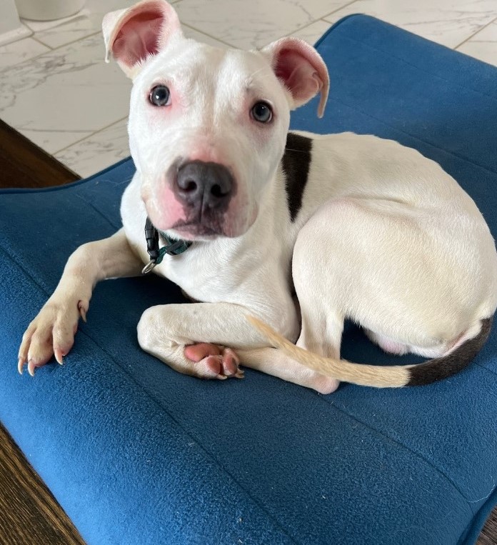 photo of a deaf dog